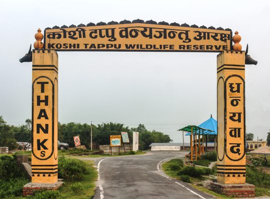 कोशी टप्पु घुम्न आउने पर्यटकको सङ्ख्यामा उल्लेखनीय बृद्धि