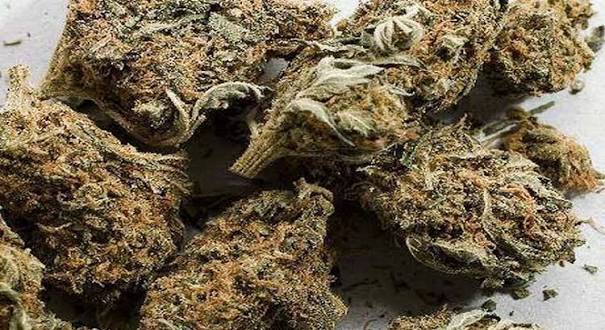 मोरङको जहदा गाउँपालिका–२ तारिगमा ३३० केजी गाँजासहित दुई भारतीय नागरिक पक्राउ ।