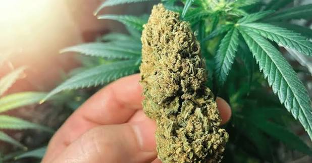 विराटनगरमा चिया पसलको आडमा गाँजाको कारोबार, ३ जना पक्राउ ।